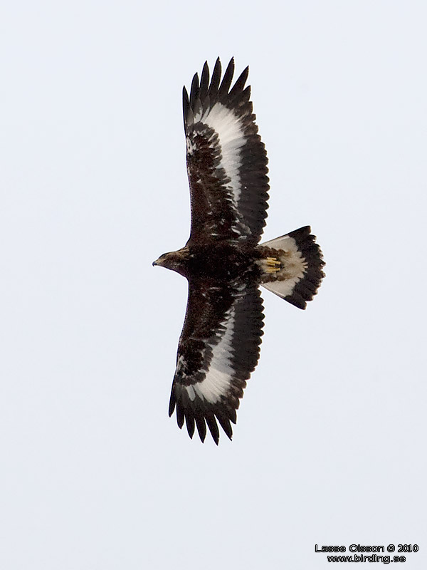 KUNGSRN / GOLDEN EAGLE (Aquila chrysaetos) - Stng / Close