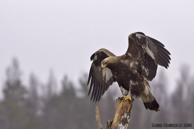 KUNGSRN / GOLDEN EAGLE (Aquila chrysaetos) - stor bild / full size