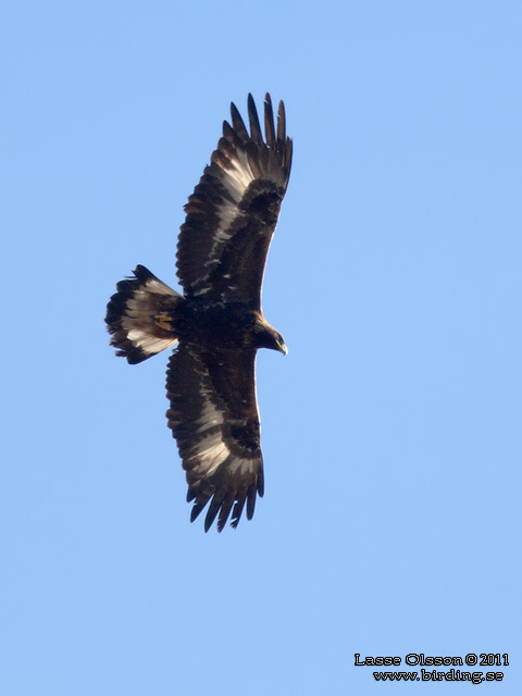 KUNGSÖRN / GOLDEN EAGLE (Aquila chrysaetos) - stor bild / full size