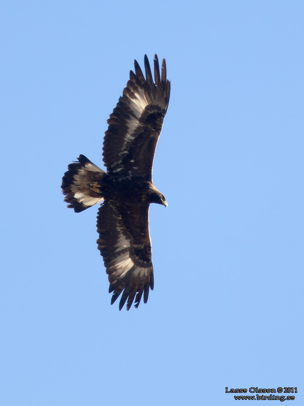 KUNGSRN / GOLDEN EAGLE (Aquila chrysaetos) - Stng / Close