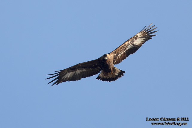 KUNGSÖRN / GOLDEN EAGLE (Aquila chrysaetos) - stor bild / full size