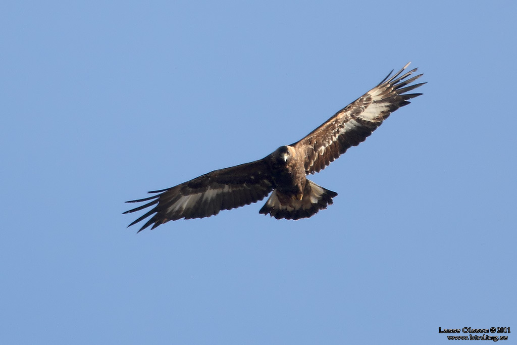 KUNGSRN / GOLDEN EAGLE (Aquila chrysaetos) - Stng / Close