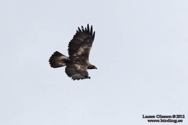 KUNGSÖRN / GOLDEN EAGLE (Aquila chrysaetos) - stor bild / full size