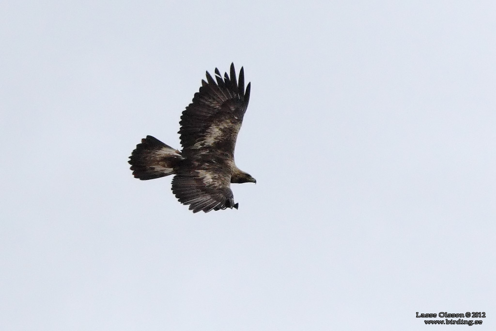 KUNGSRN / GOLDEN EAGLE (Aquila chrysaetos) - Stng / Close