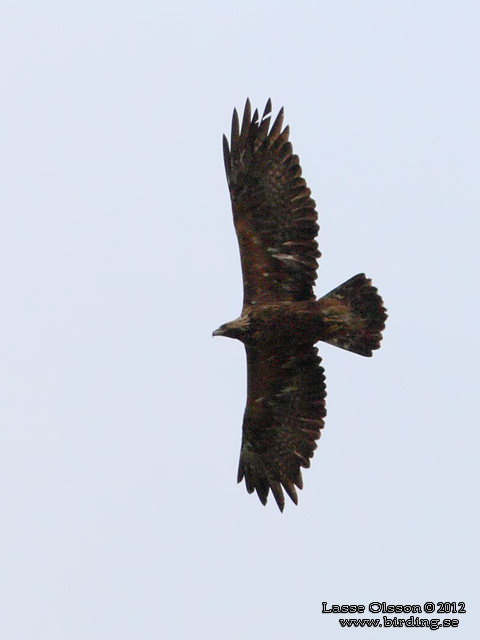 KUNGSÖRN / GOLDEN EAGLE (Aquila chrysaetos) - stor bild / full size