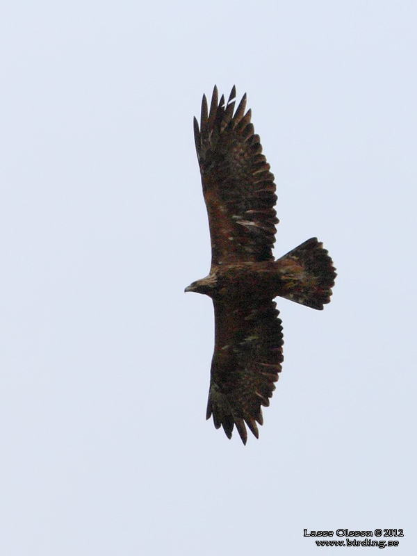 KUNGSRN / GOLDEN EAGLE (Aquila chrysaetos) - Stng / Close