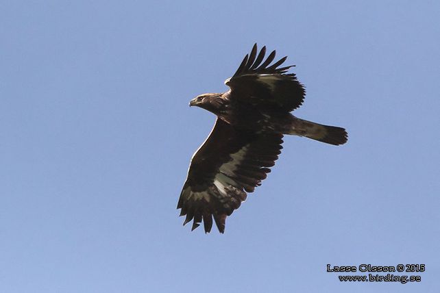 KUNGSÖRN / GOLDEN EAGLE (Aquila chrysaetos) - stor bild / full size