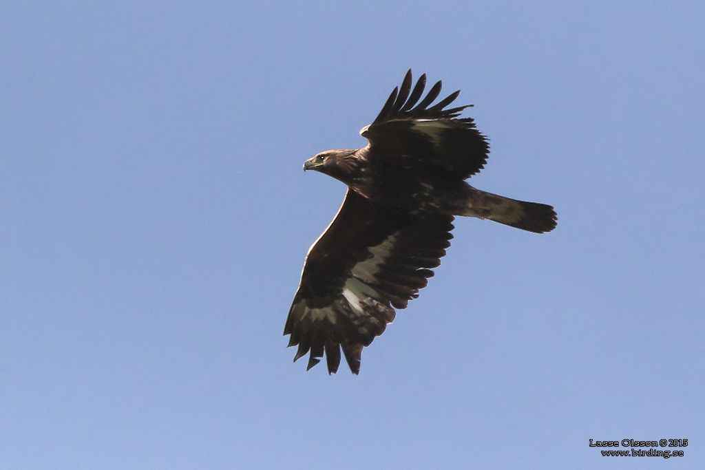 KUNGSRN / GOLDEN EAGLE (Aquila chrysaetos) - Stng / Close