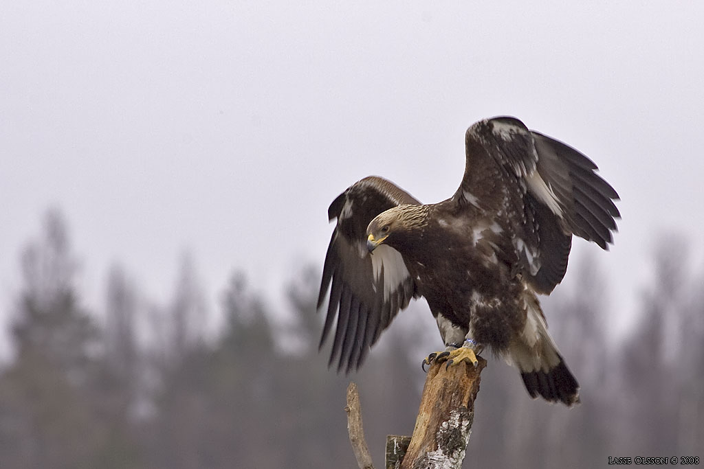 KUNGSRN / GOLDEN EAGLE (Aquila chrysaetos) - Stng / Close