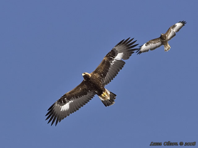KUNGSRN / GOLDEN EAGLE (Aquila chrysaetos)