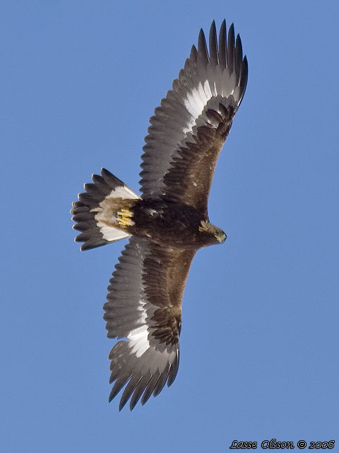 KUNGSRN / GOLDEN EAGLE (Aquila chrysaetos)