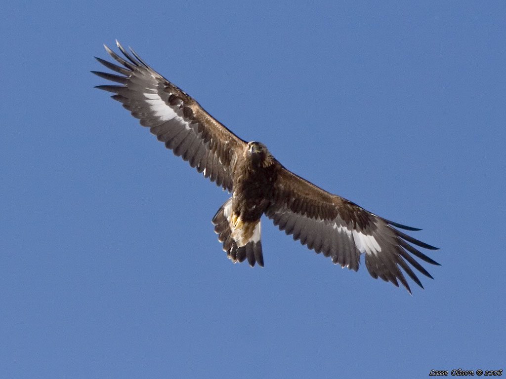 KUNGSRN / GOLDEN EAGLE (Aquila chrysaetos) - Stng / Close