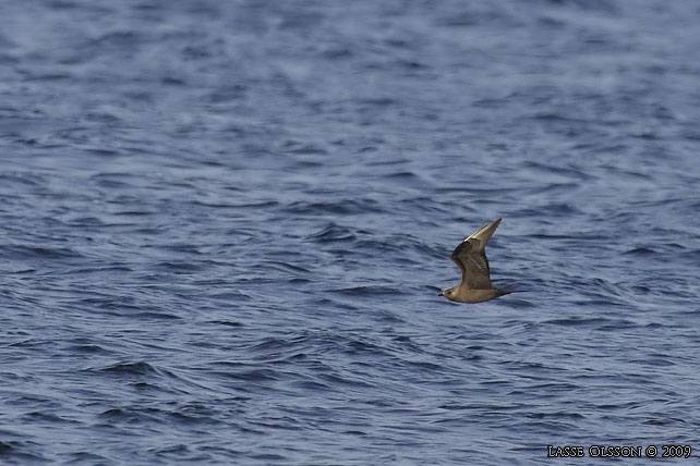 KUSTLABB / PARASITIC JAEGER (Stercorarius parasiticus)