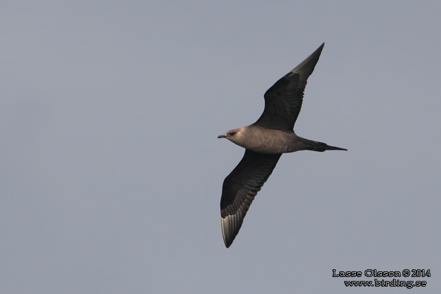 KUSTLABB / PARASITIC JAEGER (Stercorarius parasiticus)