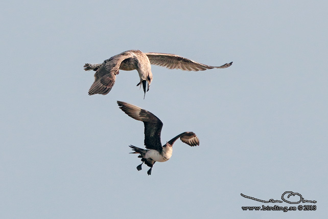 KUSTLABB / PARASITIC JAEGER (Stercorarius parasiticus)