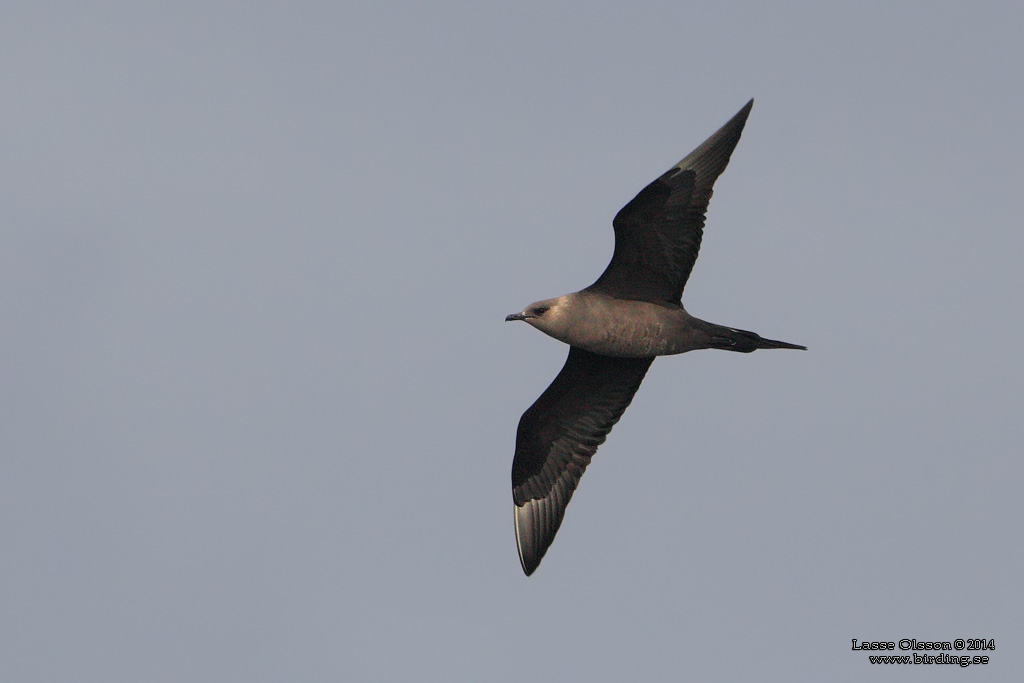 KUSTLABB / PARASITIC JAEGER - Stäng / Close