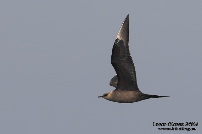 KUSTLABB / PARASITIC JAEGER (Stercorarius parasiticus)