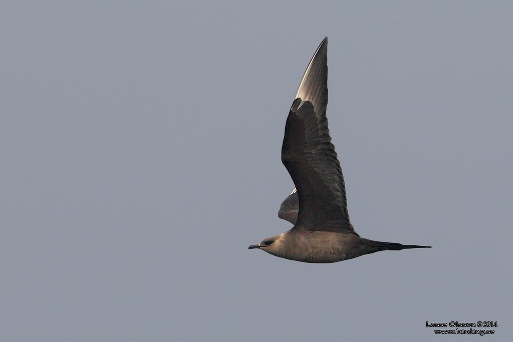 KUSTLABB / PARASITIC JAEGER - Stäng / Close