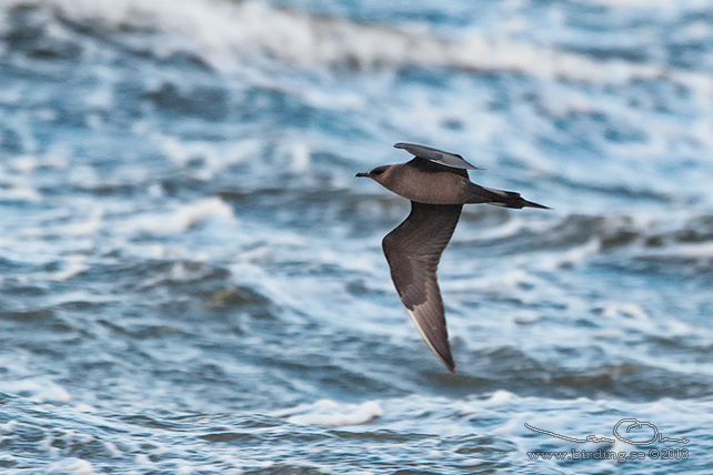 KUSTLABB / PARASITIC JAEGER (Stercorarius parasiticus)