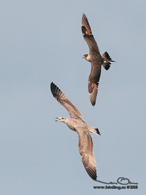 KUSTLABB / PARASITIC JAEGER (Stercorarius parasiticus)