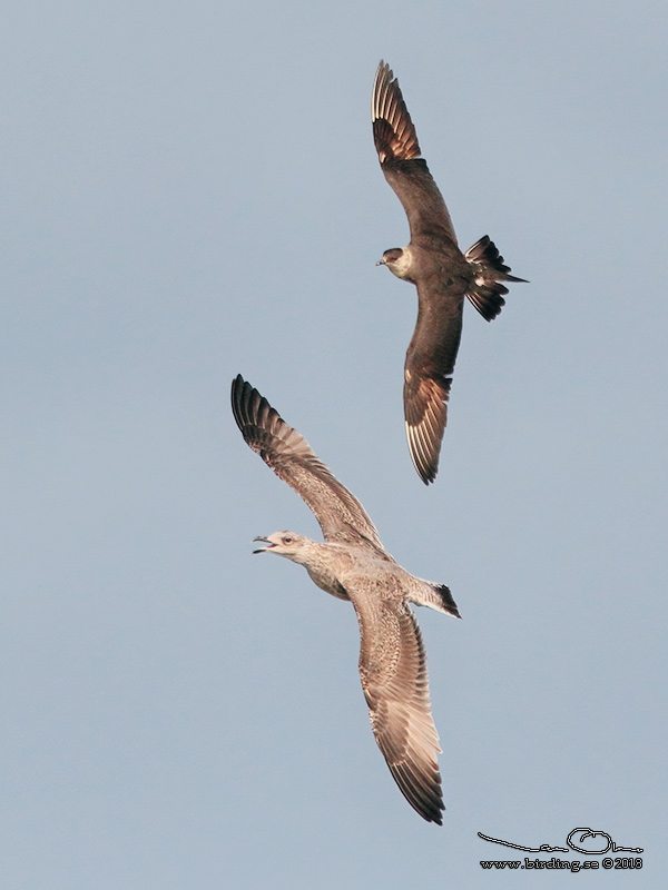 KUSTLABB / PARASITIC JAEGER - Stäng / Close