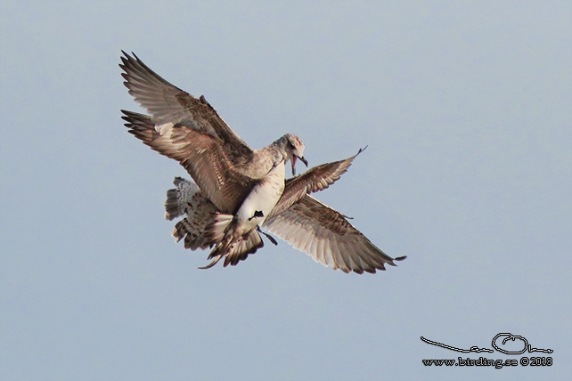 KUSTLABB / PARASITIC JAEGER (Stercorarius parasiticus)