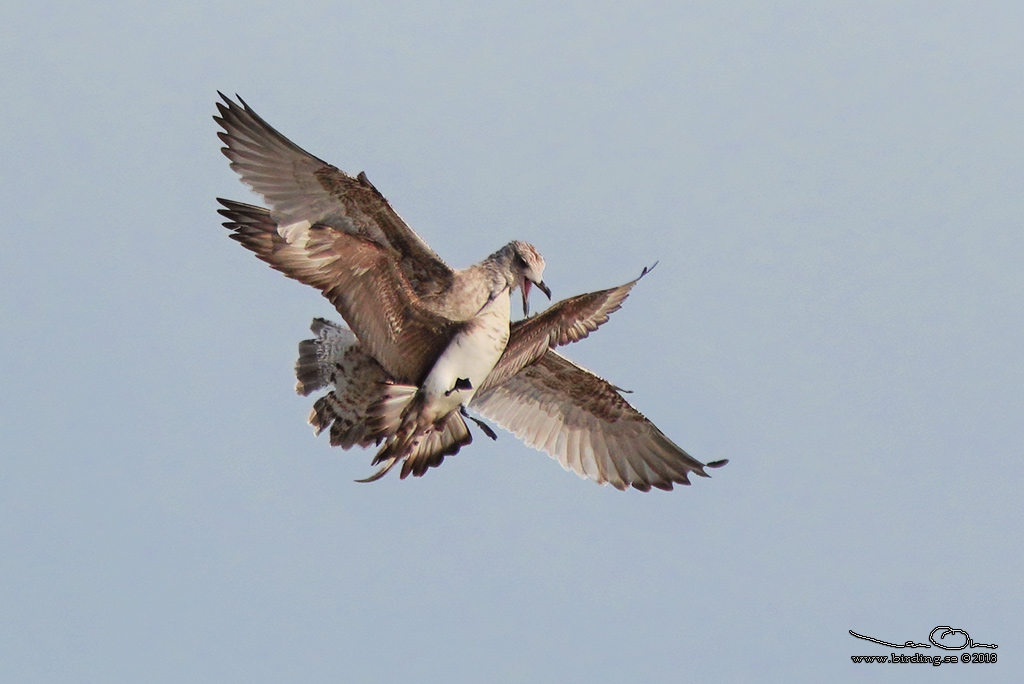 KUSTLABB / PARASITIC JAEGER - Stäng / Close