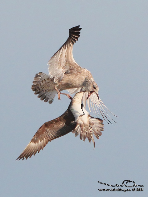 KUSTLABB / PARASITIC JAEGER (Stercorarius parasiticus)