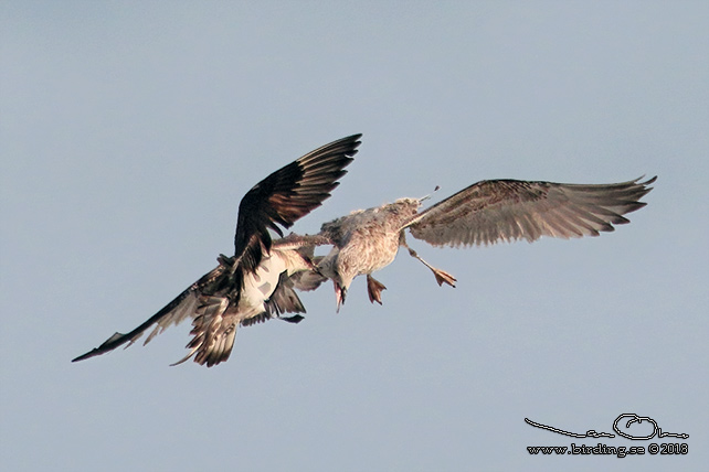 KUSTLABB / PARASITIC JAEGER (Stercorarius parasiticus)