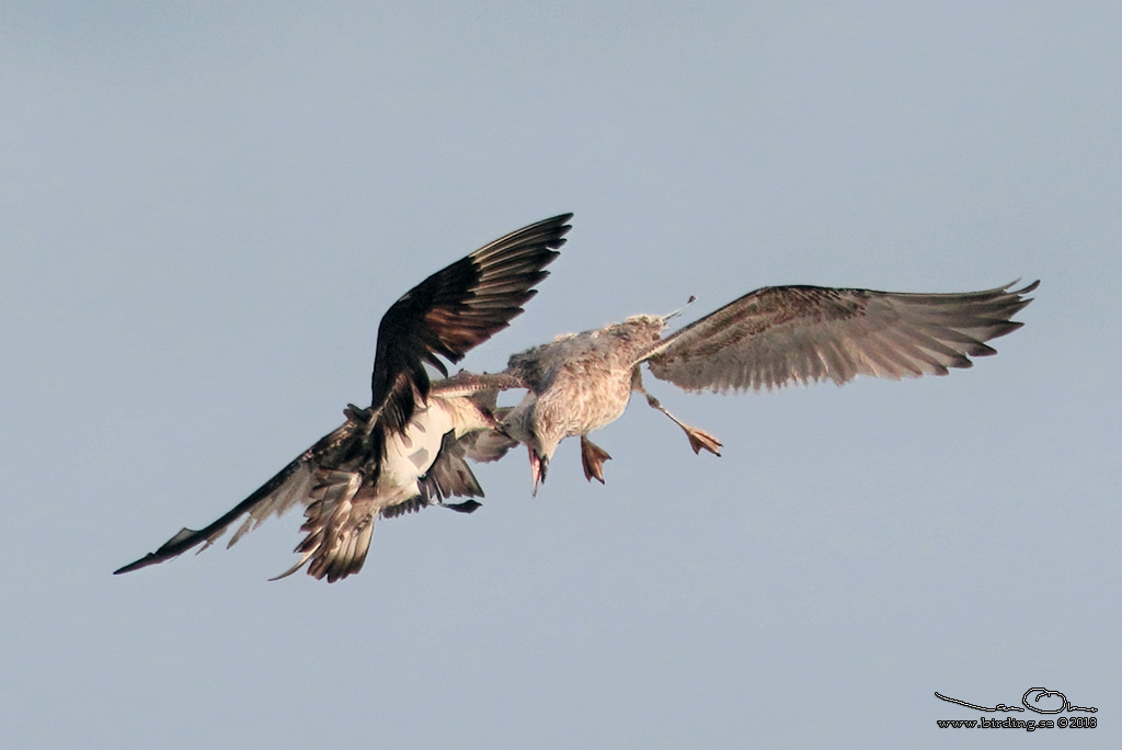 KUSTLABB / PARASITIC JAEGER - Stäng / Close