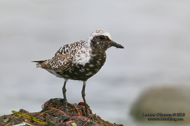 KUSTPIPARE / GREY PLOVER (Pluvialis squatarola) - stor bild / full size