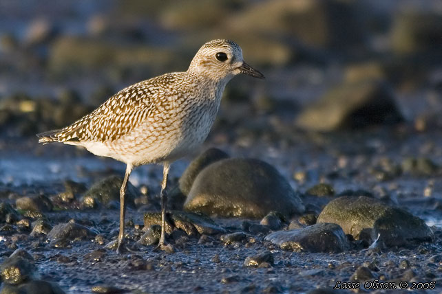 KUSTPIPARE / GREY PLOVER (Pluvialis squatarola) - stor bild / full size