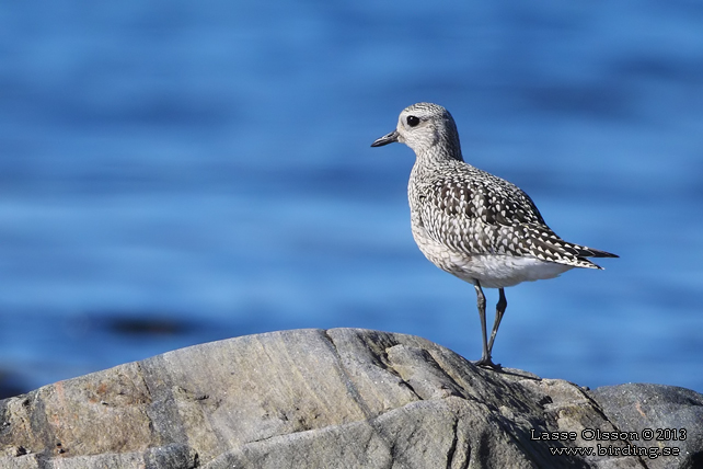 KUSTPIPARE / GREY PLOVER (Pluvialis squatarola) - stor bild / full size