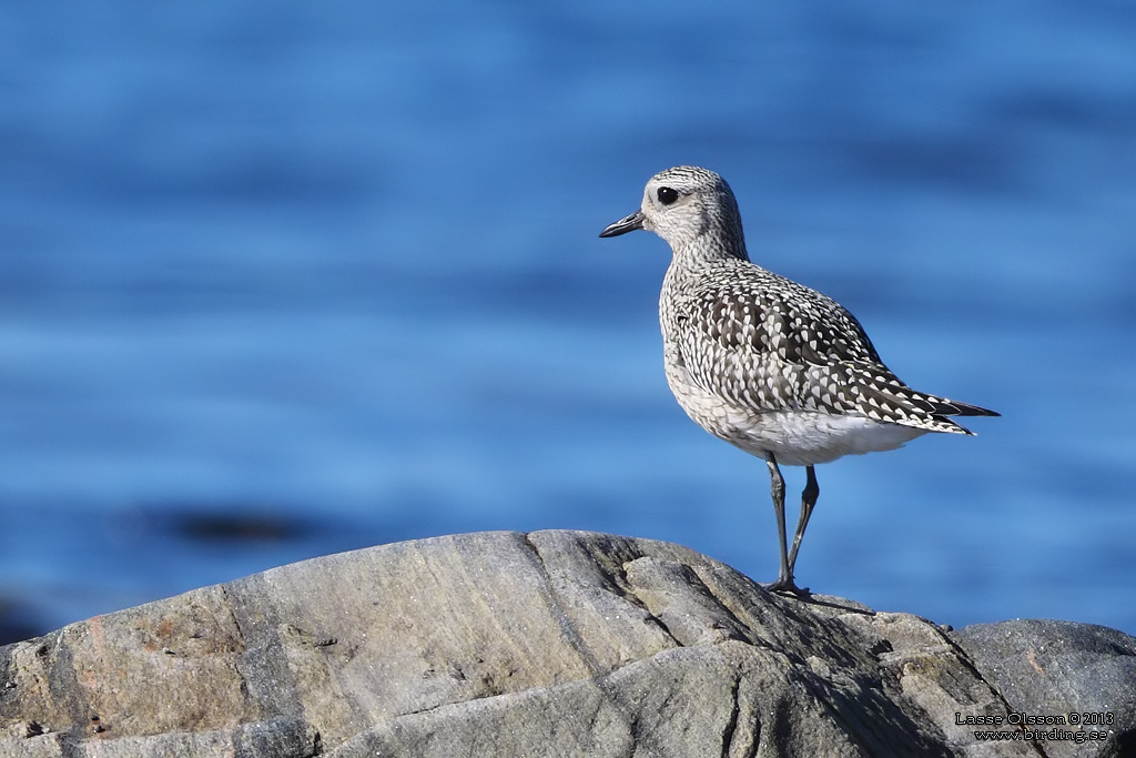 KUSTPIPARE / GREY PLOVER (Pluvialis squatarola) - Stng / Close