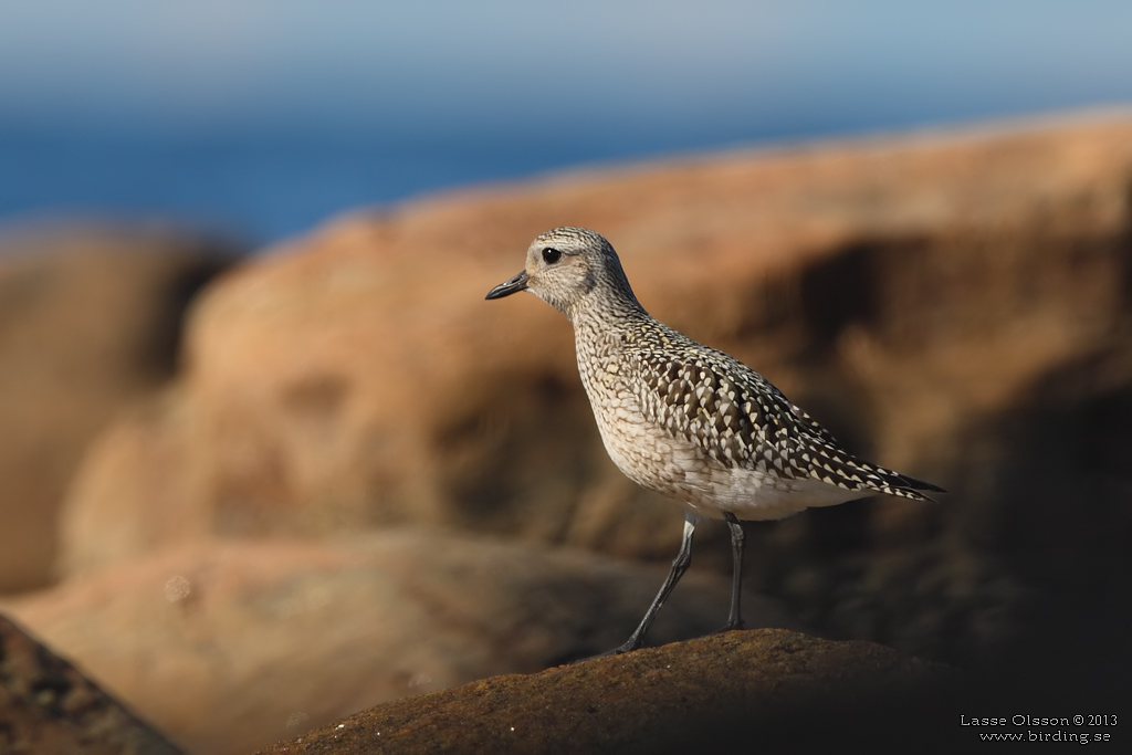 KUSTPIPARE / GREY PLOVER (Pluvialis squatarola) - Stng / Close