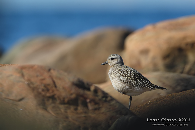 KUSTPIPARE / GREY PLOVER (Pluvialis squatarola) - stor bild / full size