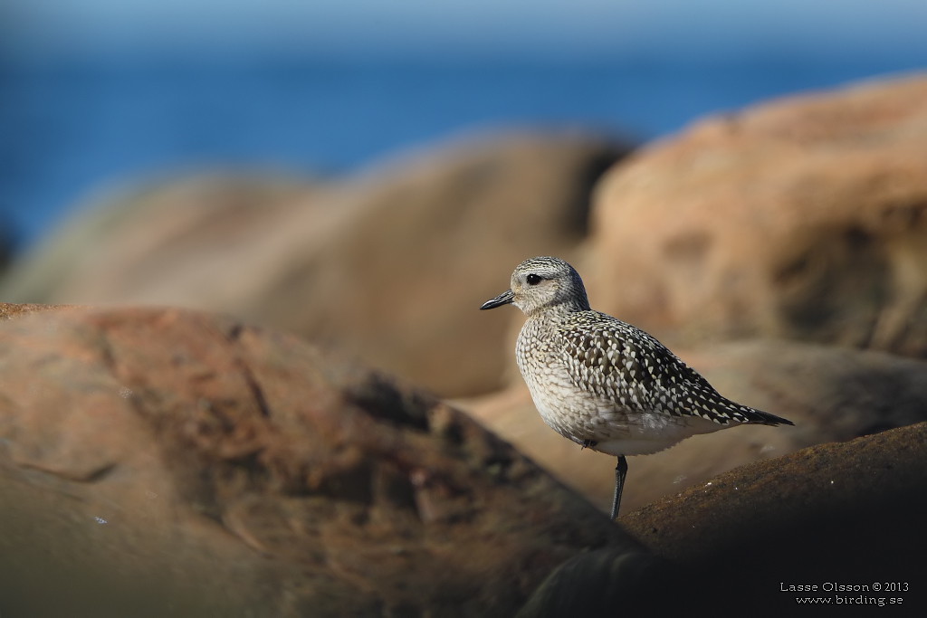 KUSTPIPARE / GREY PLOVER (Pluvialis squatarola) - Stng / Close