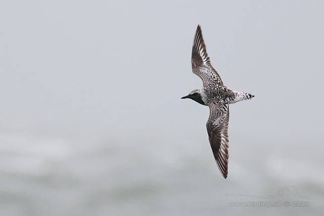 KUSTPIPARE / GREY PLOVER (Pluvialis squatarola) - stor bild / full size