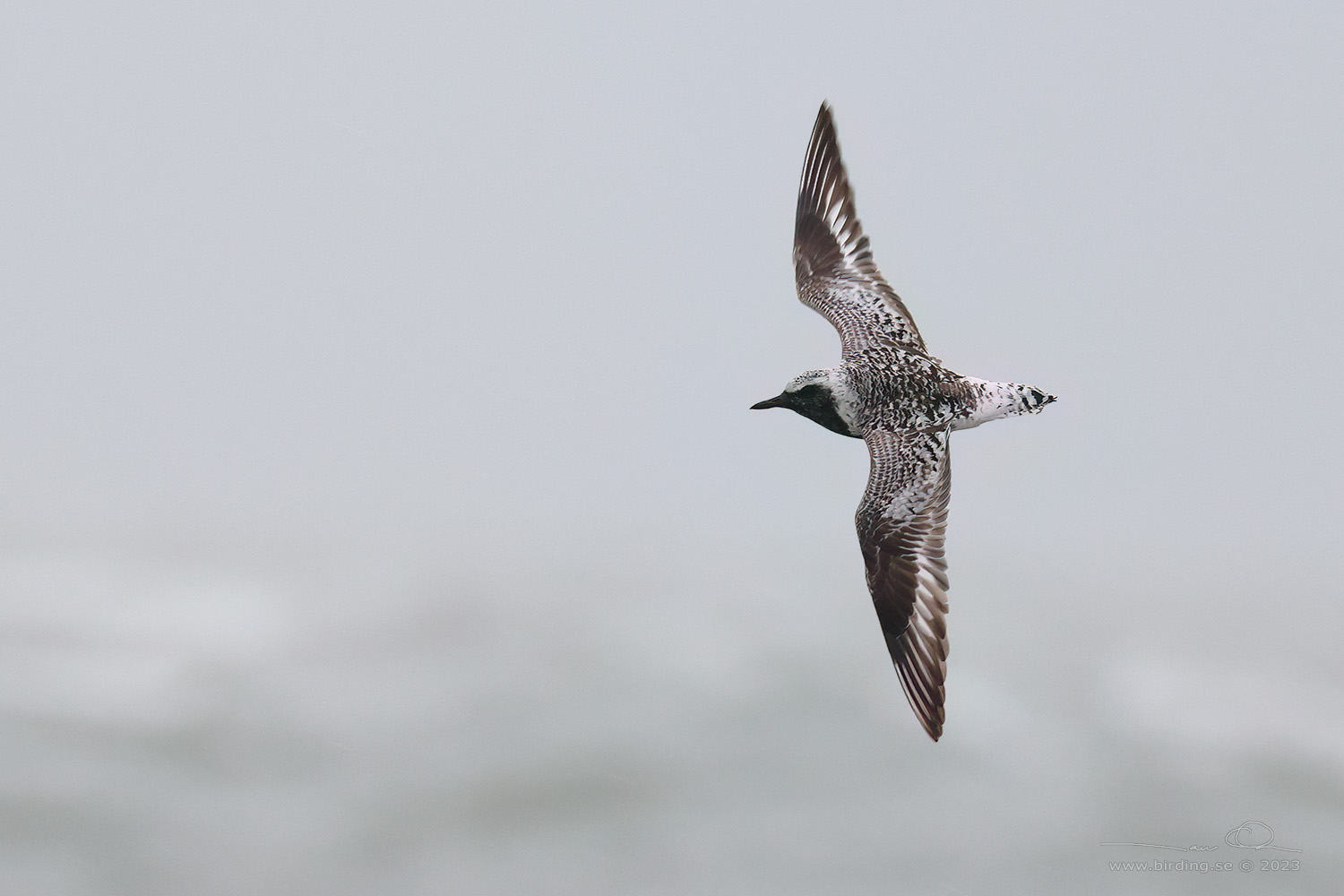 KUSTPIPARE / GREY PLOVER (Pluvialis squatarola) - Stng / Close