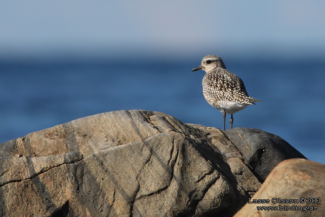 KUSTPIPARE / GREY PLOVER (Pluvialis squatarola) - stor bild / full size