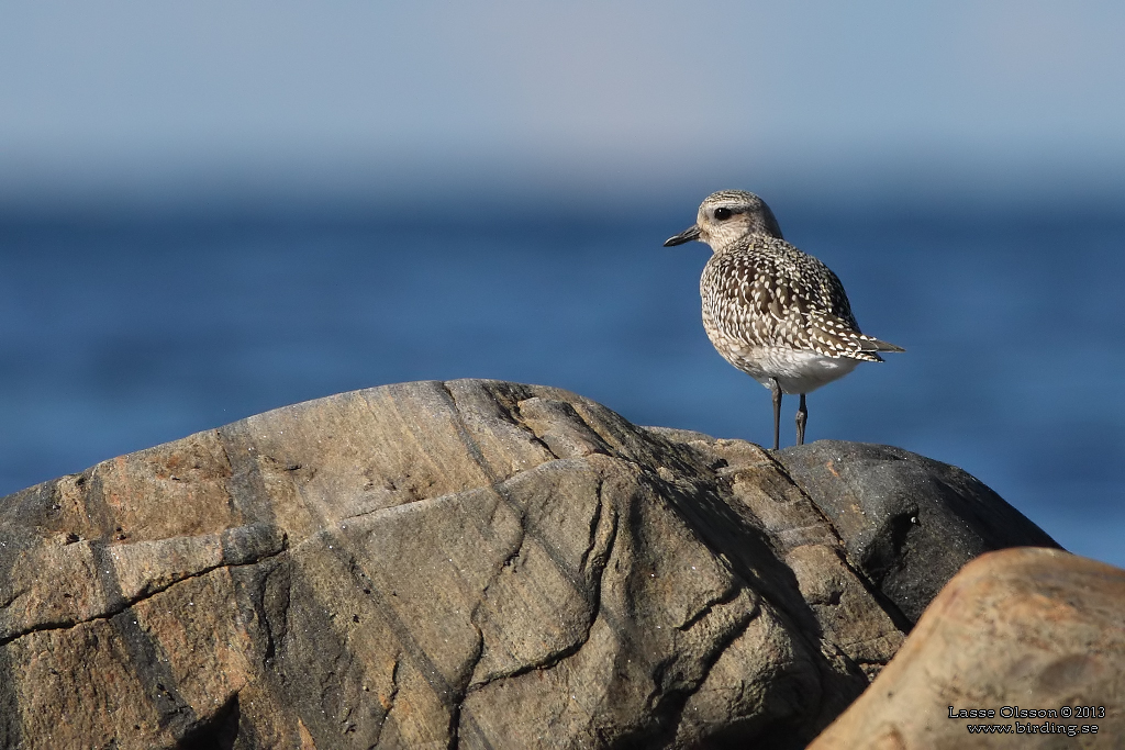 KUSTPIPARE / GREY PLOVER (Pluvialis squatarola) - Stng / Close