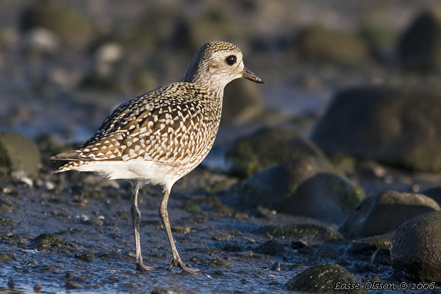 KUSTPIPARE / GREY PLOVER (Pluvialis squatarola) - stor bild / full size