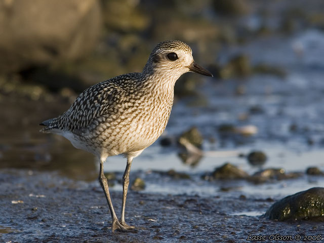 KUSTPIPARE / GREY PLOVER (Pluvialis squatarola) - stor bild / full size