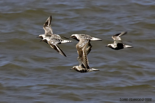 KUSTPIPARE / GREY PLOVER (Pluvialis squatarola) - stor bild / full size