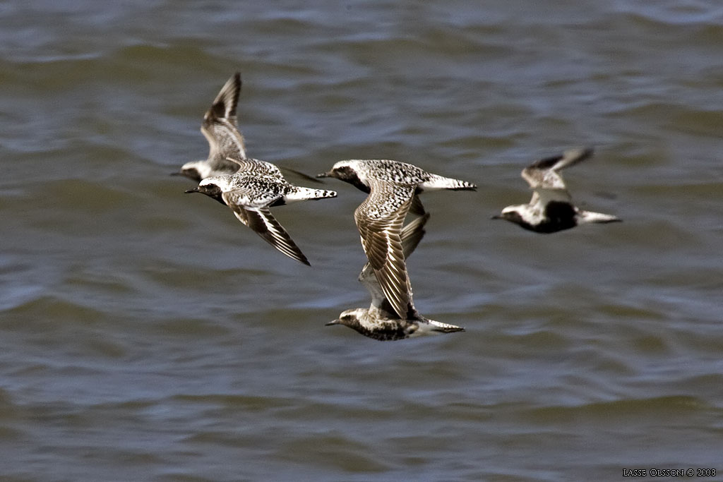 KUSTPIPARE / GREY PLOVER (Pluvialis squatarola) - Stng / Close