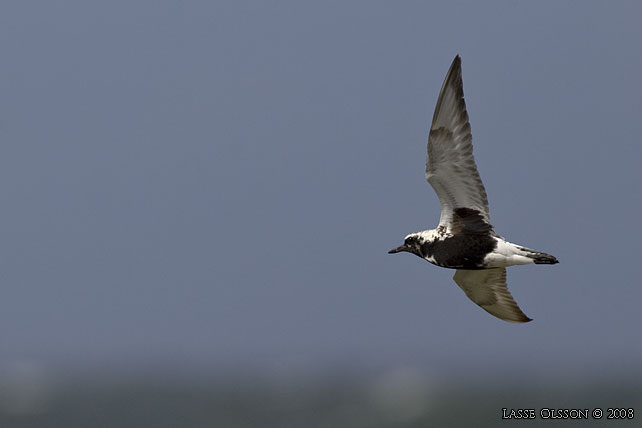 KUSTPIPARE / GREY PLOVER (Pluvialis squatarola) - stor bild / full size