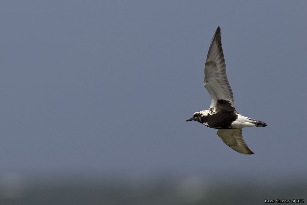 KUSTPIPARE / GREY PLOVER (Pluvialis squatarola) - Stng / Close