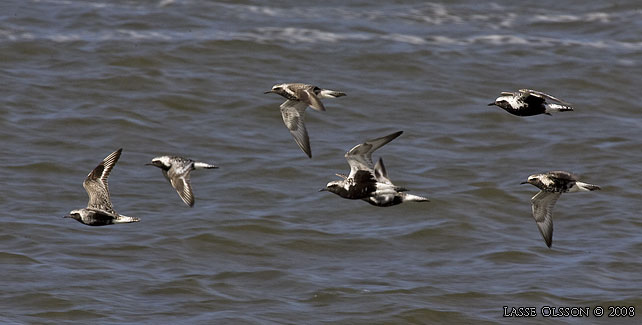 KUSTPIPARE / GREY PLOVER (Pluvialis squatarola) - stor bild / full size