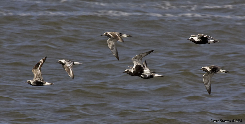 KUSTPIPARE / GREY PLOVER (Pluvialis squatarola) - Stng / Close