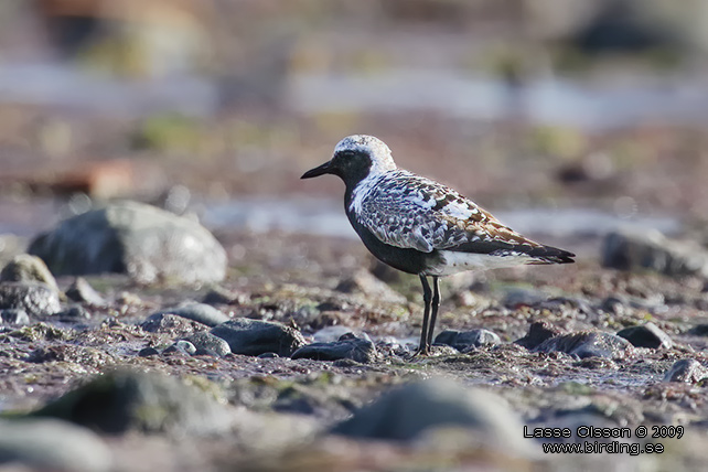 KUSTPIPARE / GREY PLOVER (Pluvialis squatarola) - stor bild / full size